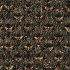 Papillon Wallpaper